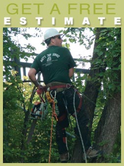 Tree Trimming in Minneapolis, MN